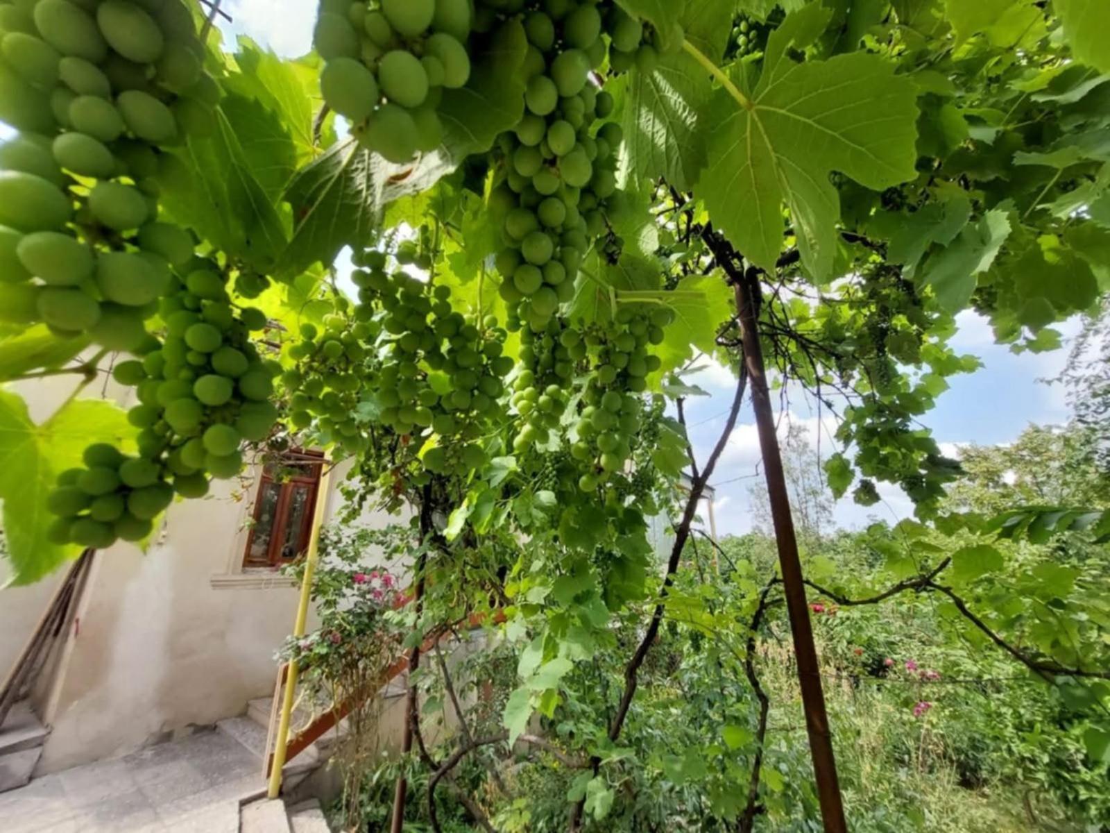 Guesthouse "Door" In Sighnaghi Signagi Exterior foto